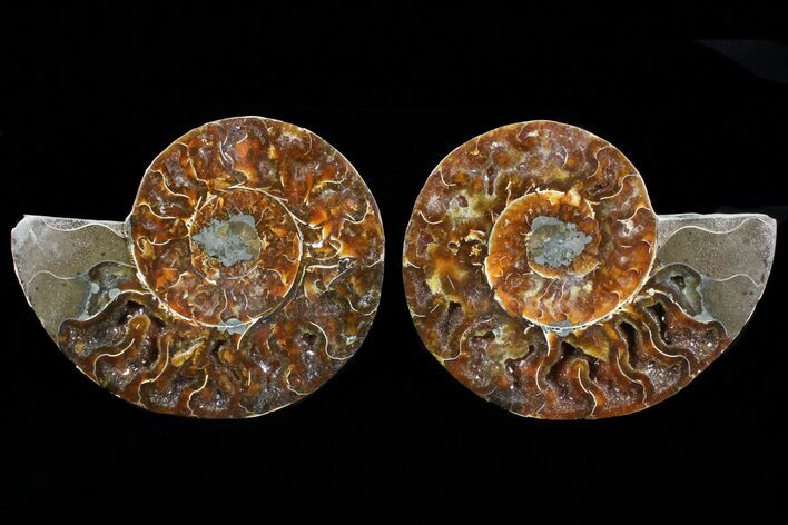 Cut & Polished Ammonite Fossil - Agatized #73963